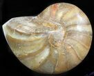 Polished Nautilus Fossil - Madagascar #47395-1